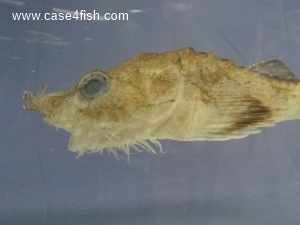 Foto Galerie/Perciformes/Cottoidei/Agonus cataphractus/Agonus cataphractus_03_S.jpg